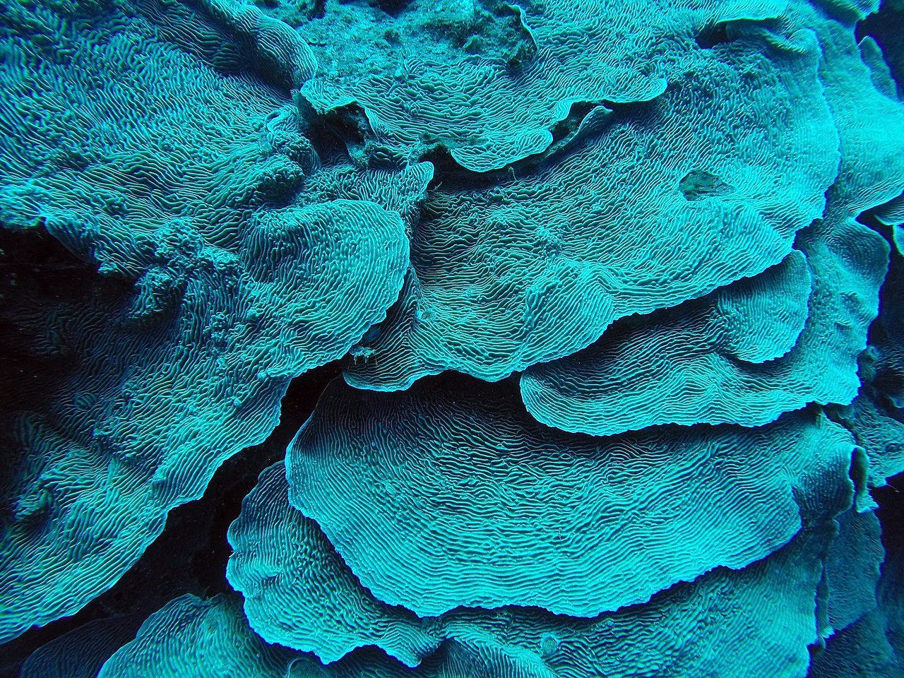 Coral reef at the Blue Hole dive site, Dahab Egypt